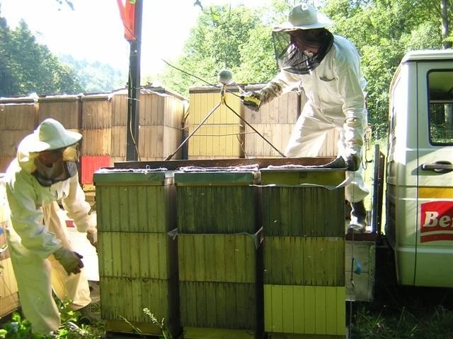 Kočovanie za včelou pašou - 6