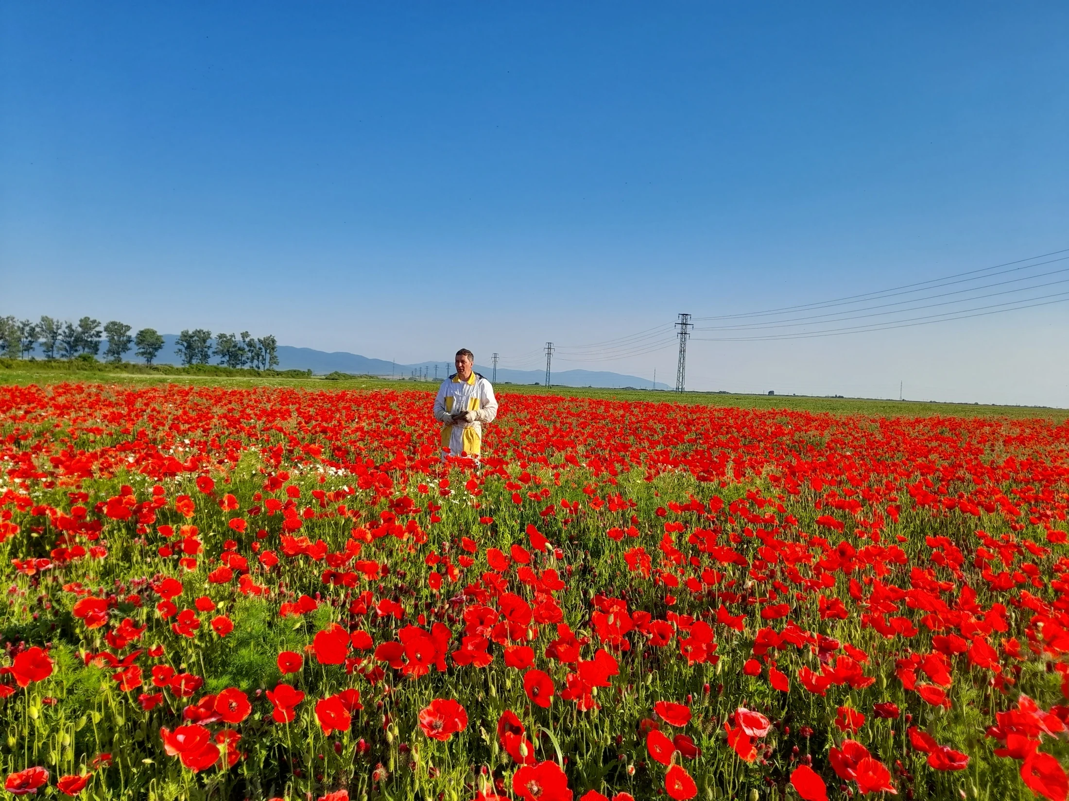 Kvitne datelina purpurova - 4