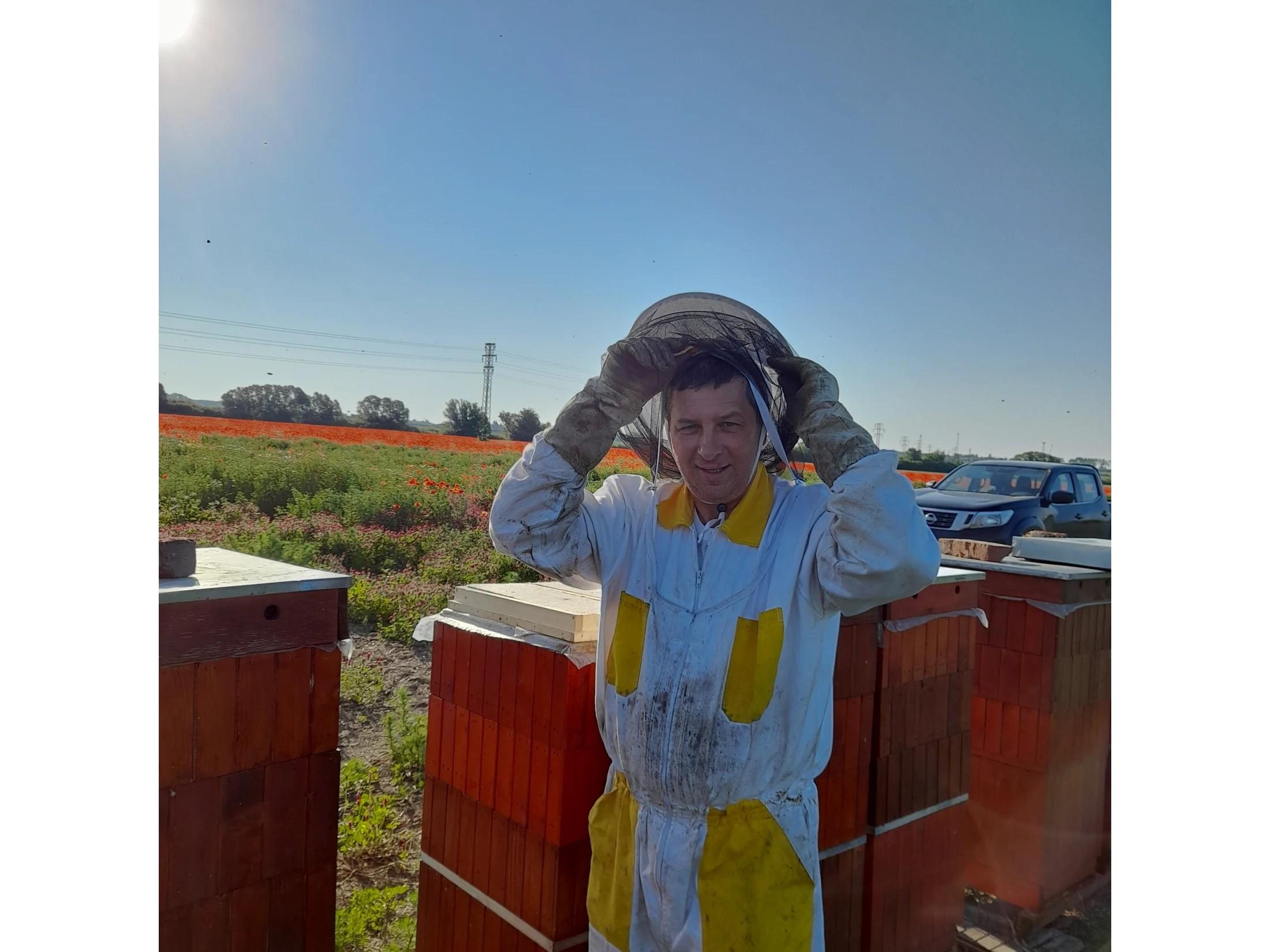 Kvitne datelina purpurova - 5