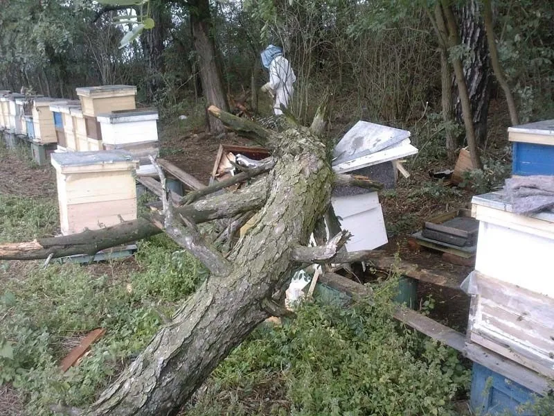 Zničené úle po búrke - 2