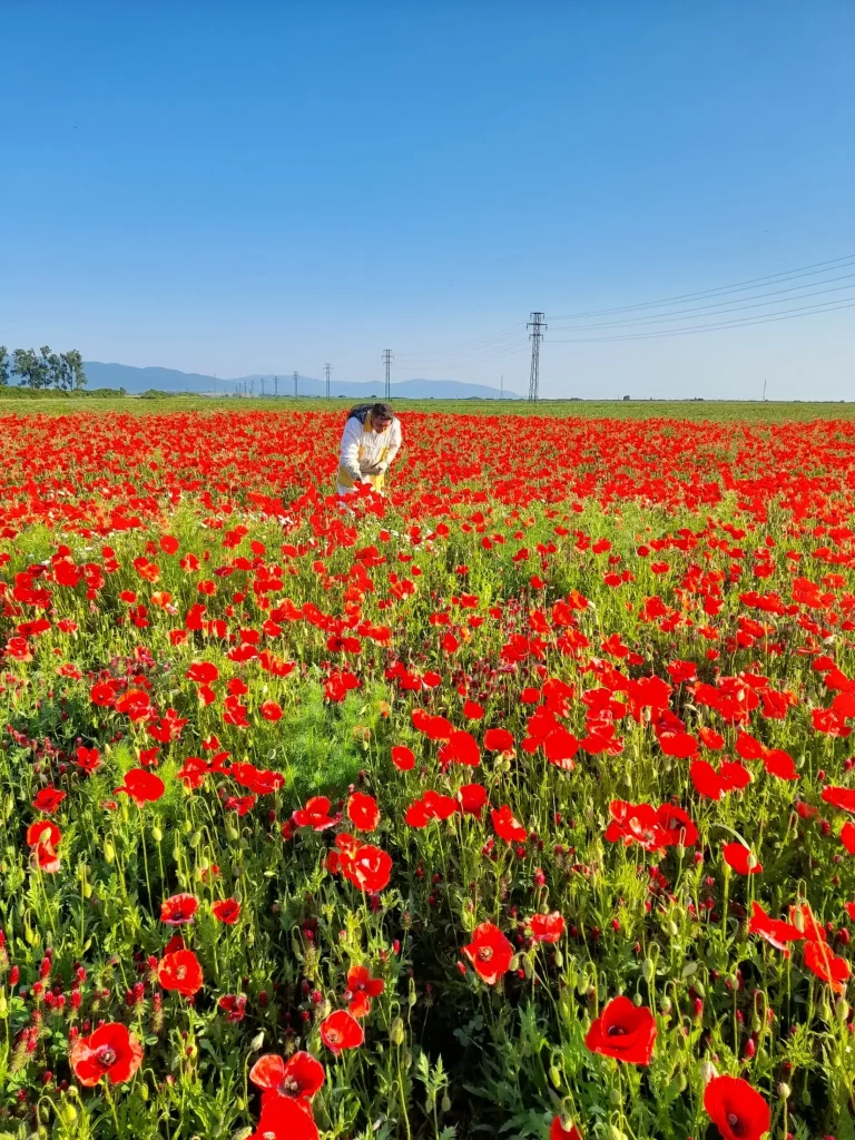 Kvitne datelina purpurova - 2