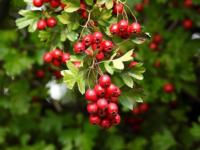 crataegus laevigata, hawthorn, branch, red berries, autumn, nature, dendrology, hawthorn, hawthorn, hawthorn, hawthorn, hawthorn