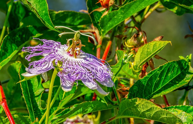 flower, passion flower, botany, passiflora, passion vine, flower background, flower wallpaper, blossom, bloom, flora, beauty, plant, nature, beautiful flowers, growth