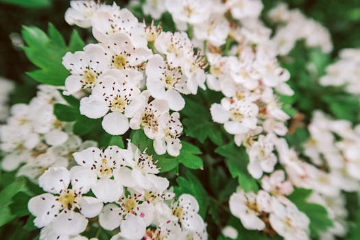 Close-up of white hawthorn flowers in full bloom showcasing spring beauty and natural serenity.