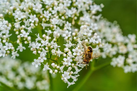 Detailed close-up of a bee pollinating white valerian flowers in full bloom.