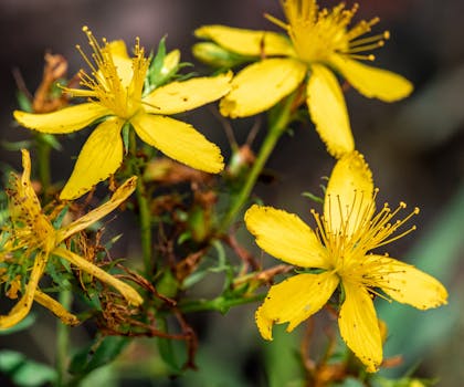 Macro shot of blooming yellow St. John's Wort flowers with vivid color and texture.