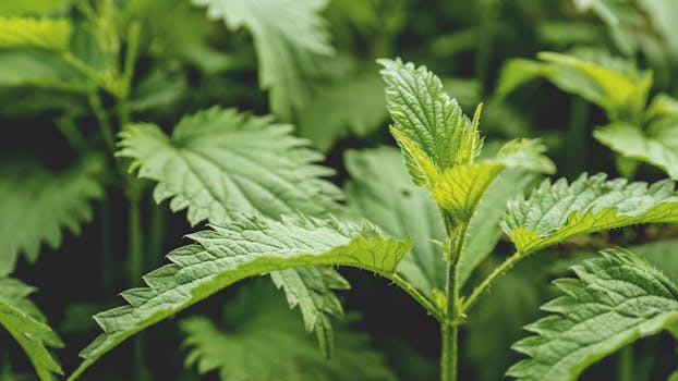 Detailed macro shot of vibrant green leaves showcasing their intricate texture and growth.