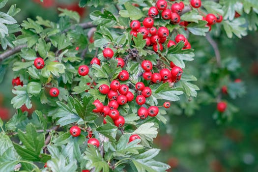Close-up of vibrant red hawthorn berries on a lush green branch, showcasing nature's beauty.